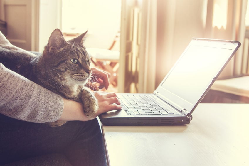 Woman working from home with cat on lap